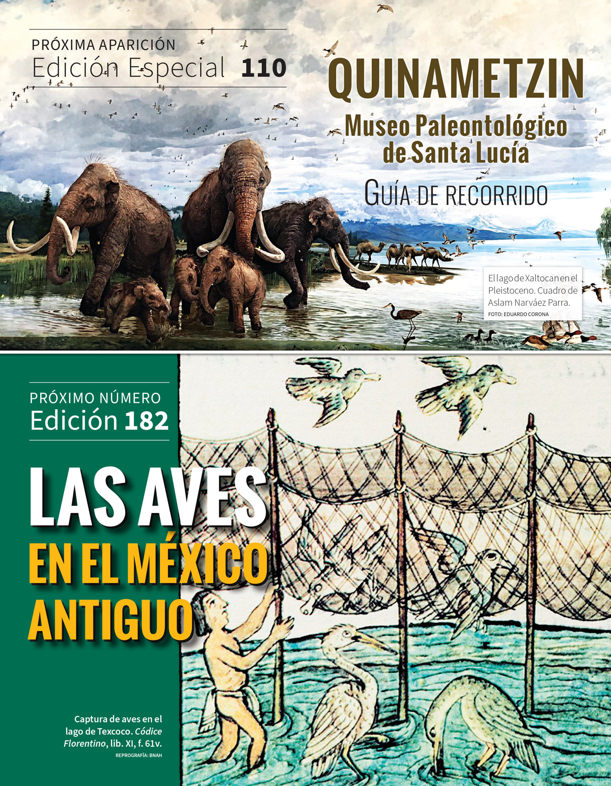 Yaquis y mayos. Pasado y presente