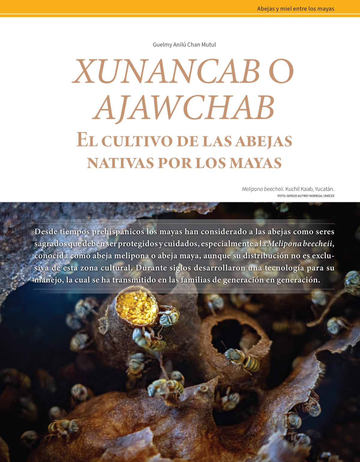 AMR 183 Las abejas y la miel entre los mayas