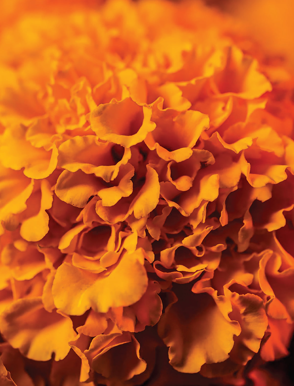 Flor de muertos